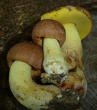 Butyriboletus taughannockensis image