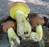 Butyriboletus taughannockensis image