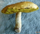 Butyriboletus taughannockensis image