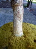 Butyriboletus taughannockensis image