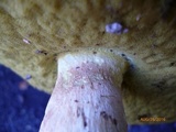 Butyriboletus taughannockensis image