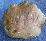 Butyriboletus taughannockensis image