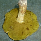 Butyriboletus taughannockensis image