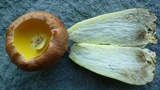 Butyriboletus taughannockensis image