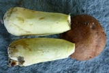 Butyriboletus taughannockensis image