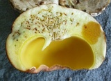 Butyriboletus taughannockensis image