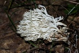 Ramariopsis kunzei image