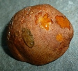 Butyriboletus taughannockensis image