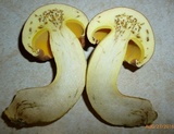 Butyriboletus taughannockensis image