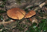 Suillus spraguei image