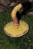 Suillus spraguei image