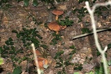 Suillus spraguei image