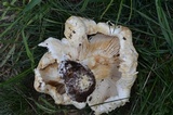 Lactarius pubescens var. betulae image