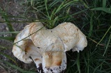Lactarius pubescens image
