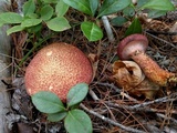 Suillus spraguei image