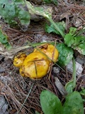 Suillus americanus image