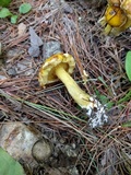 Suillus americanus image