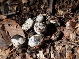 Sebacina incrustans image