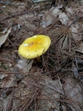 Amanita flavorubens image