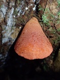 Fistulina hepatica image