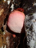 Fistulina hepatica image