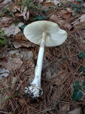Amanita brunnescens image