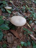 Boletus pallidus image
