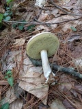 Boletus pallidus image