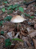 Amanita rubescens var. rubescens image