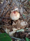 Amanita rubescens var. rubescens image