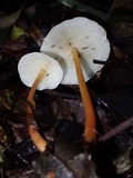 Gymnopus macropus image