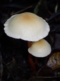 Gymnopus macropus image