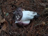 Russula cyanoxantha image