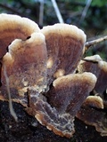 Pseudochaete tabacina image