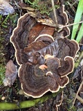 Pseudochaete tabacina image