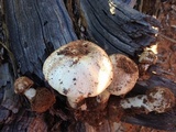 Agaricus approximans image