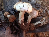 Agaricus approximans image