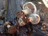 Agaricus approximans image
