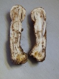 Agaricus approximans image