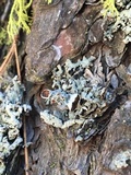 Hypogymnia imshaugii image