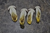 Harrya chromapes image