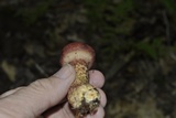 Suillus spraguei image