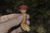 Suillus spraguei image