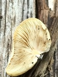 Crepidotus mollis image