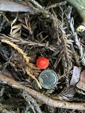 Hygrocybe marchii image