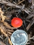 Hygrocybe marchii image
