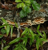 Trametopsis cervina image
