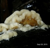 Trametopsis cervina image