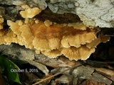 Trametopsis cervina image