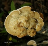 Trametopsis cervina image